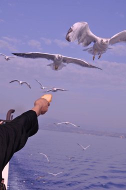Güzel kuş Avrupa ringa martı (Larus argentatus) doğal ortamda