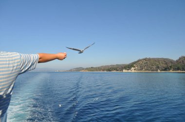 Güzel kuş Avrupa ringa martı (Larus argentatus) doğal ortamda