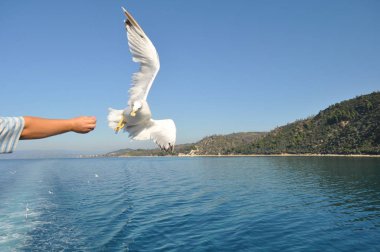 Güzel kuş Avrupa ringa martı (Larus argentatus) doğal ortamda