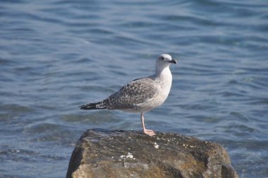 Güzel kuş Avrupa ringa martı (Larus argentatus) doğal ortamda