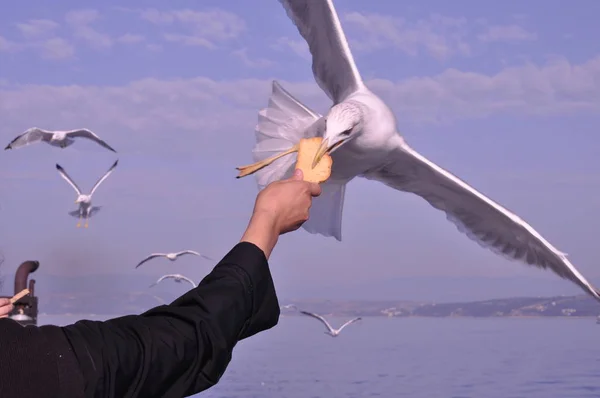 Красивая Птица Европейская Сельдь Чайка Larus Argentatus Природной Среде — стоковое фото