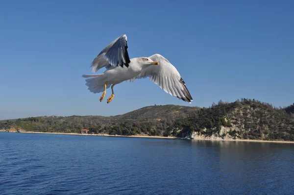 Красивая Птица Европейская Сельдь Чайка Larus Argentatus Природной Среде — стоковое фото