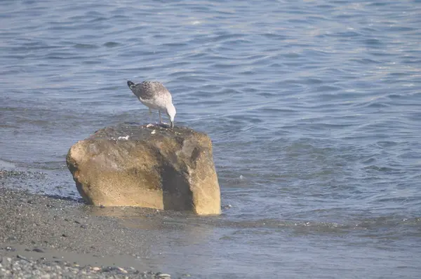 Belo Pássaro Europeu Gaivota Arenque Larus Argentatus Ambiente Natural — Fotografia de Stock