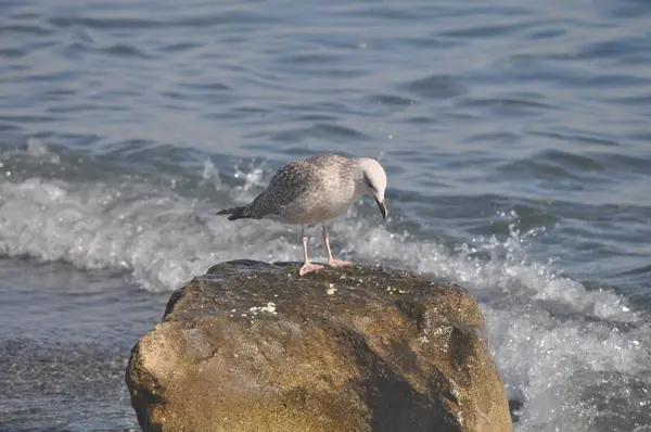 Piękny Ptak Europejski Gull Śledzia Larus Argentatus Środowisku Naturalnym — Zdjęcie stockowe