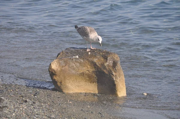 Piękny Ptak Europejski Gull Śledzia Larus Argentatus Środowisku Naturalnym — Zdjęcie stockowe