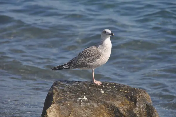 Nádherný Ptačí Racek Larus Argentinatus Přírodním Prostředí — Stock fotografie