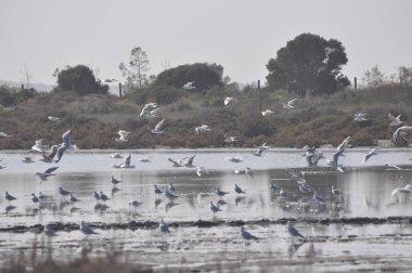 Doğal ortamda güzel kuş Larus ridibundus (Kara başlı Martı)