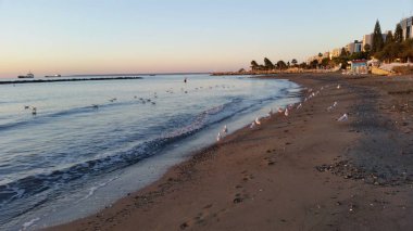 Doğal ortamda güzel kuş Larus ridibundus (Kara başlı Martı)