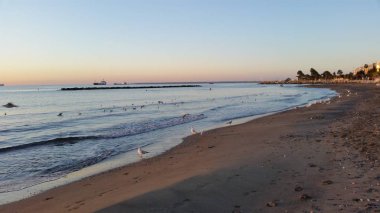 Doğal ortamda güzel kuş Larus ridibundus (Kara başlı Martı)