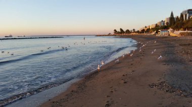 Doğal ortamda güzel kuş Larus ridibundus (Kara başlı Martı)