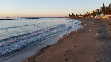 Doğal ortamda güzel kuş Larus ridibundus (Kara başlı Martı)