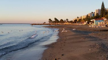 Doğal ortamda güzel kuş Larus ridibundus (Kara başlı Martı)