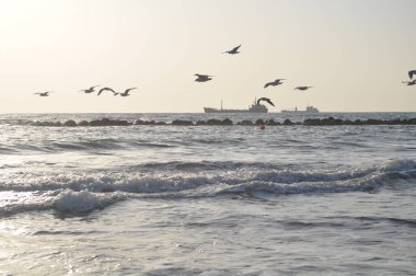 Doğal ortamda güzel kuş Larus ridibundus (Kara başlı Martı)