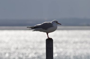 Doğal ortamda güzel kuş Larus ridibundus (Kara başlı Martı)