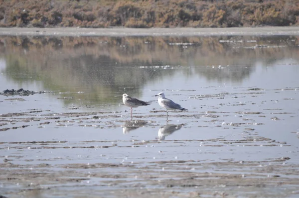 Bellissimo Uccello Larus Ridibundus Gabbiano Dalla Testa Nera Nell Ambiente — Foto Stock