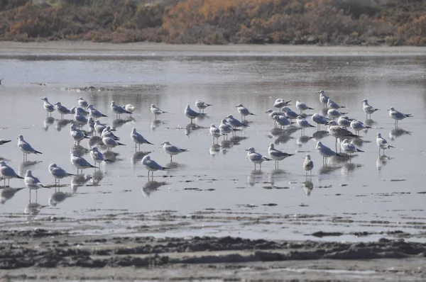 Hermoso Pájaro Larus Ridibundus Gaviota Cabeza Negra Entorno Natural —  Fotos de Stock