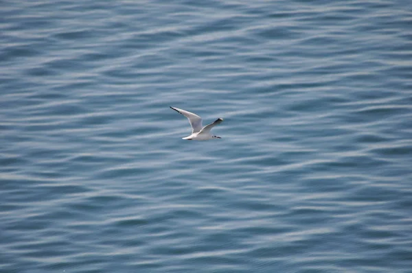 Bel Oiseau Larus Ridibundus Mouette Tête Noire Dans Milieu Naturel — Photo