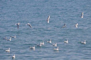 Doğal ortamda güzel kuş Larus ridibundus (Kara başlı Martı)