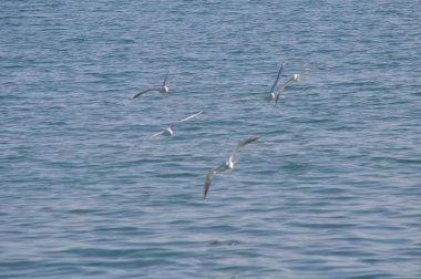 Doğal ortamda güzel kuş Larus ridibundus (Kara başlı Martı)
