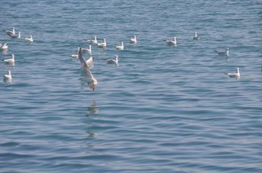 Doğal ortamda güzel kuş Larus ridibundus (Kara başlı Martı)