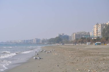 Doğal ortamda güzel kuş Larus ridibundus (Kara başlı Martı)