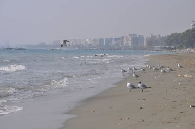 Doğal ortamda güzel kuş Larus ridibundus (Kara başlı Martı)