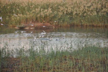 Doğal ortamda güzel kuş Larus ridibundus (Kara başlı Martı)