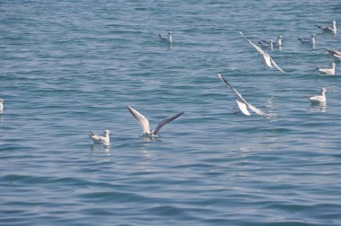 Doğal ortamda güzel kuş Larus ridibundus (Kara başlı Martı)