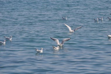 Doğal ortamda güzel kuş Larus ridibundus (Kara başlı Martı)
