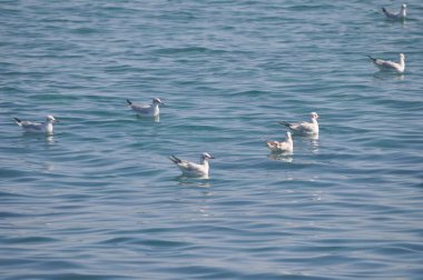 Doğal ortamda güzel kuş Larus ridibundus (Kara başlı Martı)