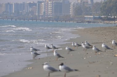 Doğal ortamda güzel kuş Larus ridibundus (Kara başlı Martı)