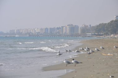 Doğal ortamda güzel kuş Larus ridibundus (Kara başlı Martı)