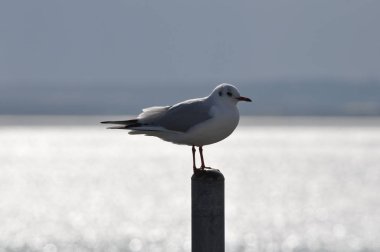 Doğal ortamda güzel kuş Larus ridibundus (Kara başlı Martı)