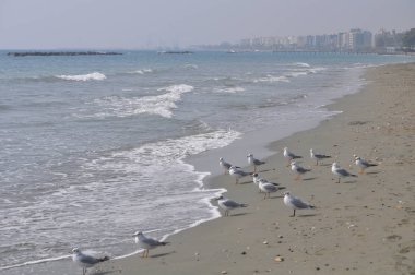 Doğal ortamda güzel kuş Larus ridibundus (Kara başlı Martı)