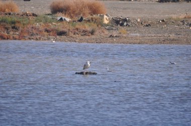 Doğal ortamda güzel kuş Larus ridibundus (Kara başlı Martı)