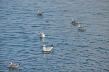 Doğal ortamda güzel kuş Larus ridibundus (Kara başlı Martı)