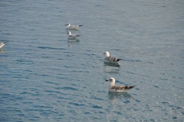 Doğal ortamda güzel kuş Larus ridibundus (Kara başlı Martı)
