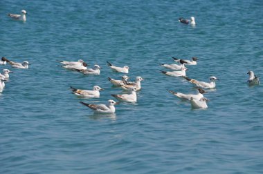 Doğal ortamda güzel kuş Larus ridibundus (Kara başlı Martı)