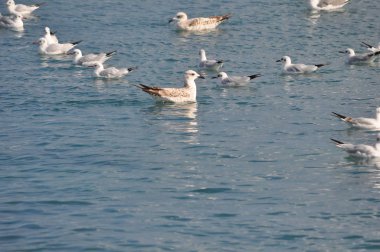 Doğal ortamda güzel kuş Larus ridibundus (Kara başlı Martı)