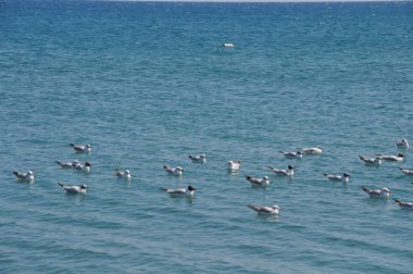 Doğal ortamda güzel kuş Larus ridibundus (Kara başlı Martı)