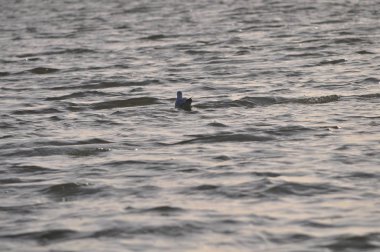 Doğal ortamda güzel kuş Larus ridibundus (Kara başlı Martı)