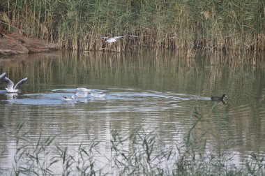 Doğal ortamda güzel kuş Larus ridibundus (Kara başlı Martı)