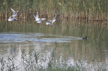 Doğal ortamda güzel kuş Larus ridibundus (Kara başlı Martı)