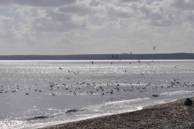 Doğal ortamda güzel kuş Larus ridibundus (Kara başlı Martı)
