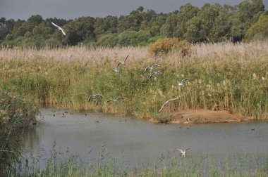 Doğal ortamda güzel kuş Larus ridibundus (Kara başlı Martı)
