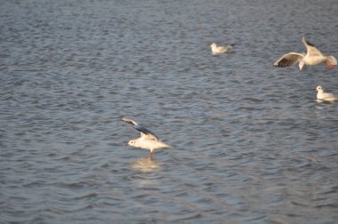 Doğal ortamda güzel kuş Larus ridibundus (Kara başlı Martı)