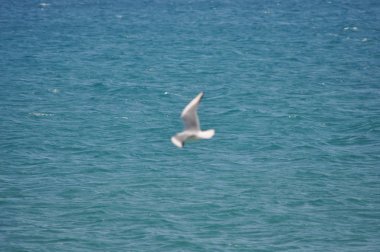 Doğal ortamda güzel kuş Larus ridibundus (Kara başlı Martı)