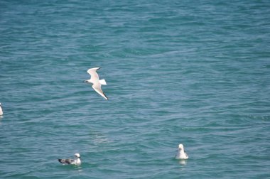 Doğal ortamda güzel kuş Larus ridibundus (Kara başlı Martı)