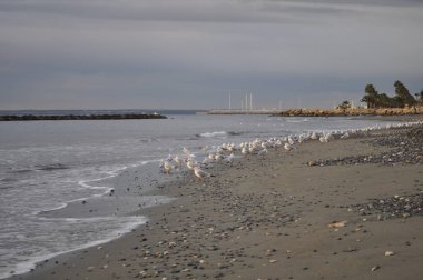Doğal ortamda güzel kuş Larus ridibundus (Kara başlı Martı)