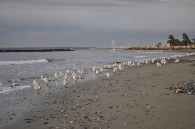 Doğal ortamda güzel kuş Larus ridibundus (Kara başlı Martı)